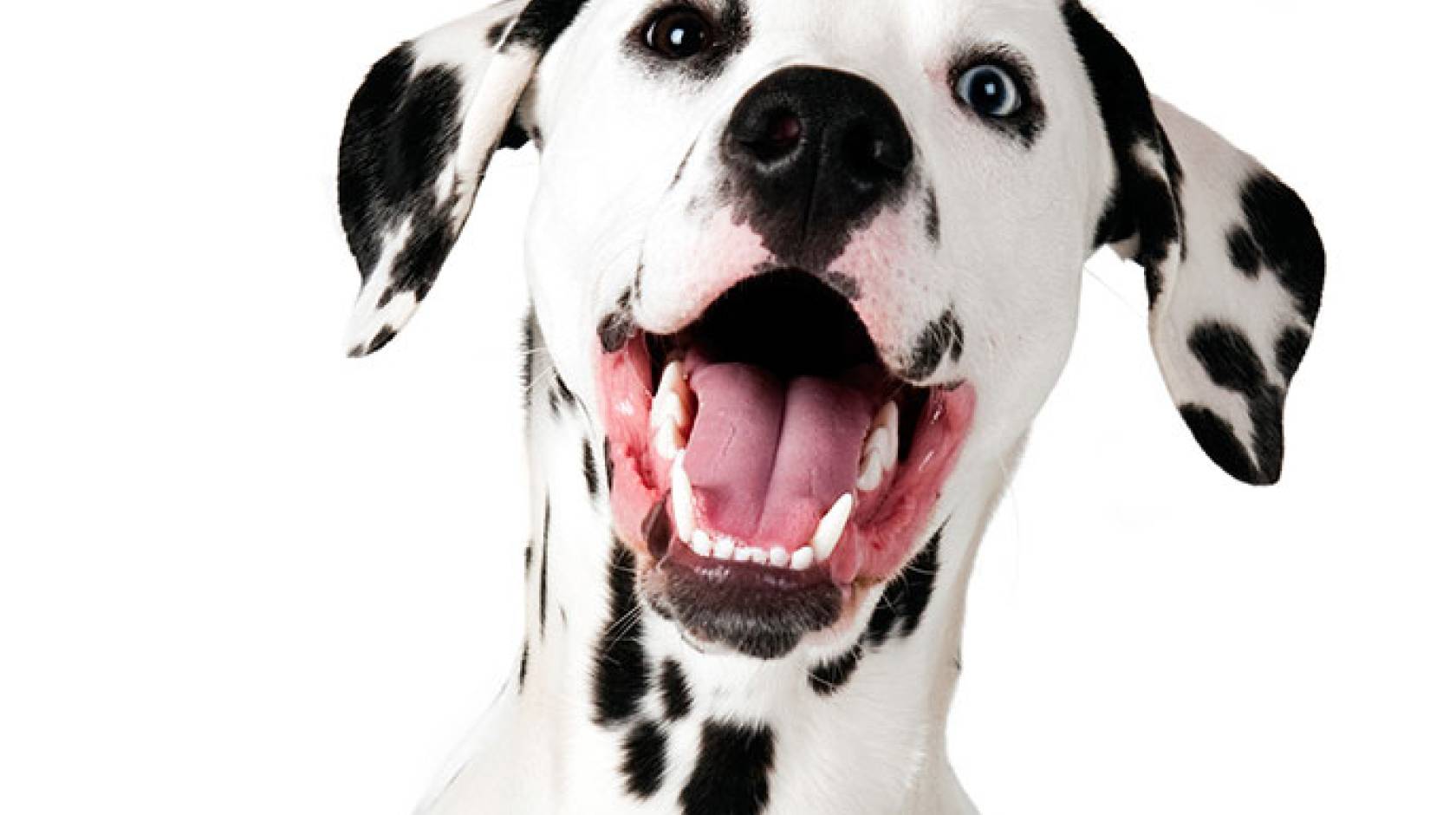 Dalmatian UCLA research