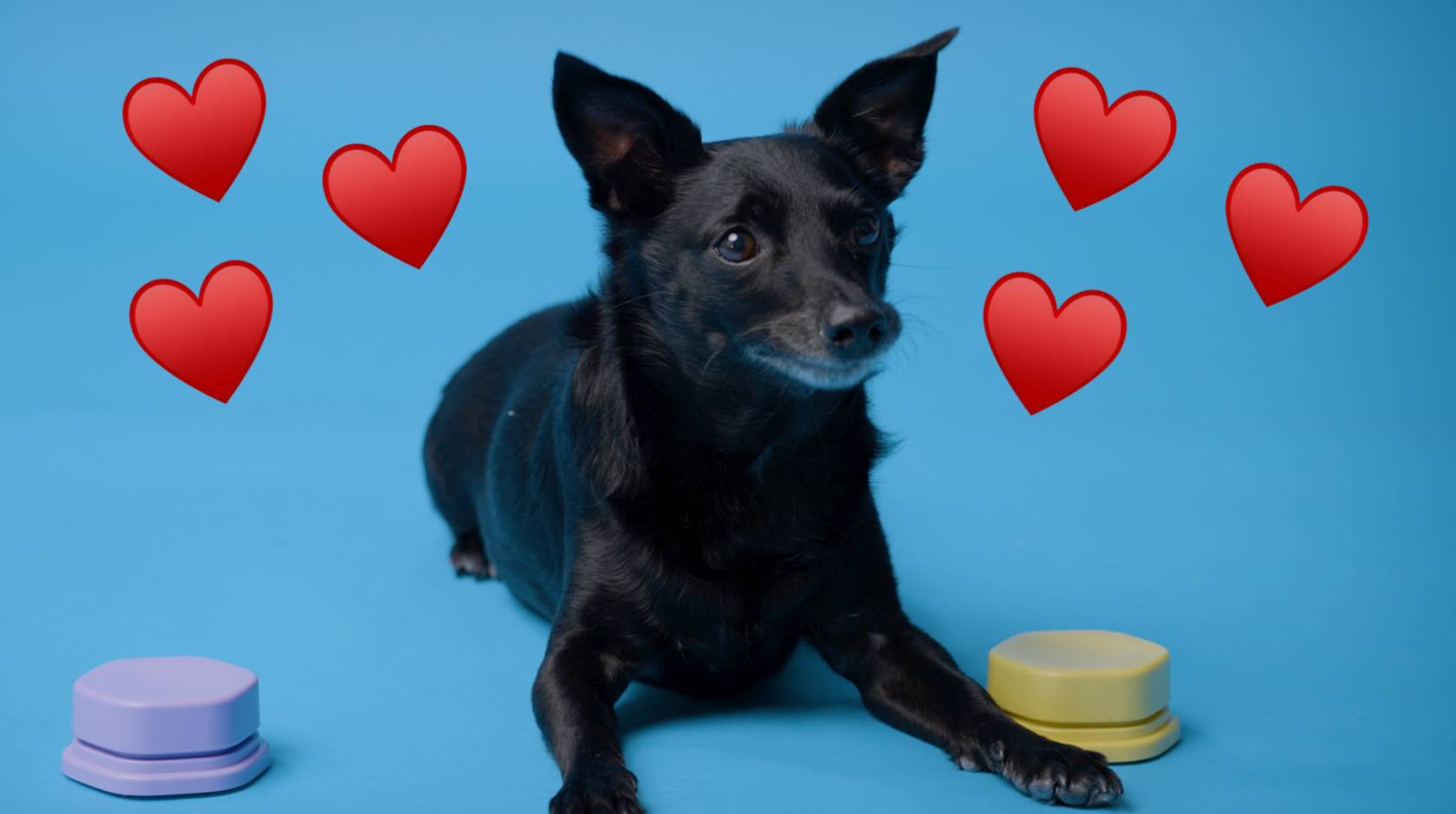 A black dog lying down alertly between two buttons with heart emojis next to him