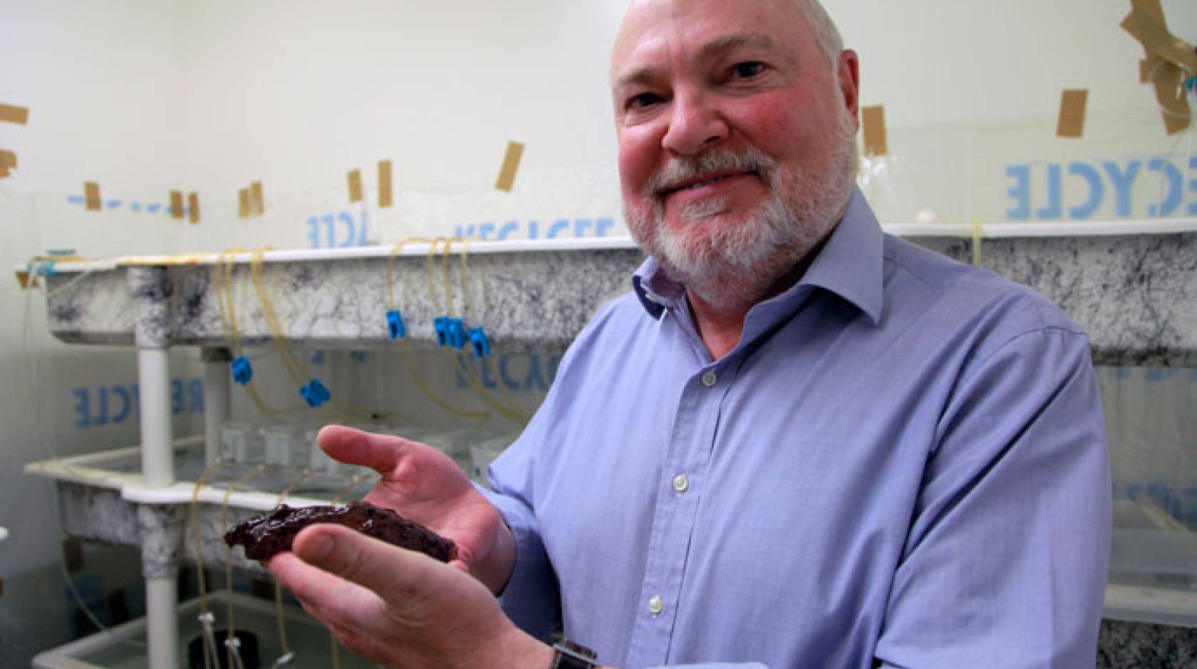 David Glanzman with marine snail