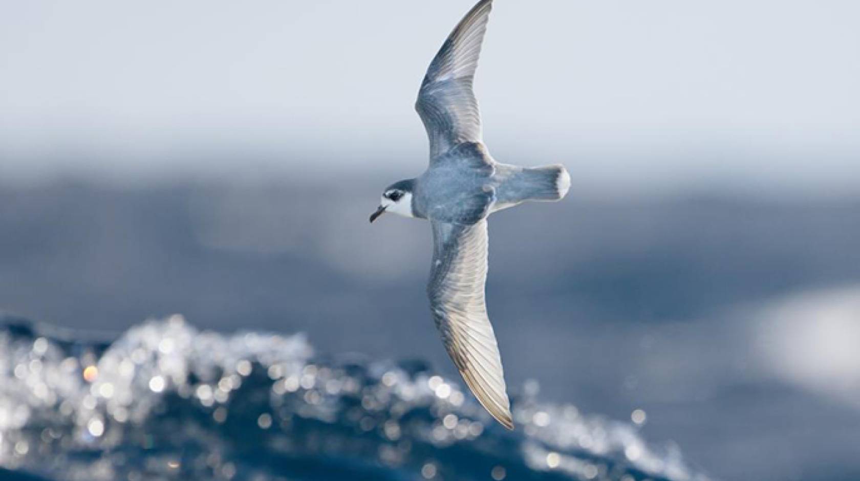 Some species of seabirds, including blue petrels, are particularly vulnerable to eating plastic debris at sea. 