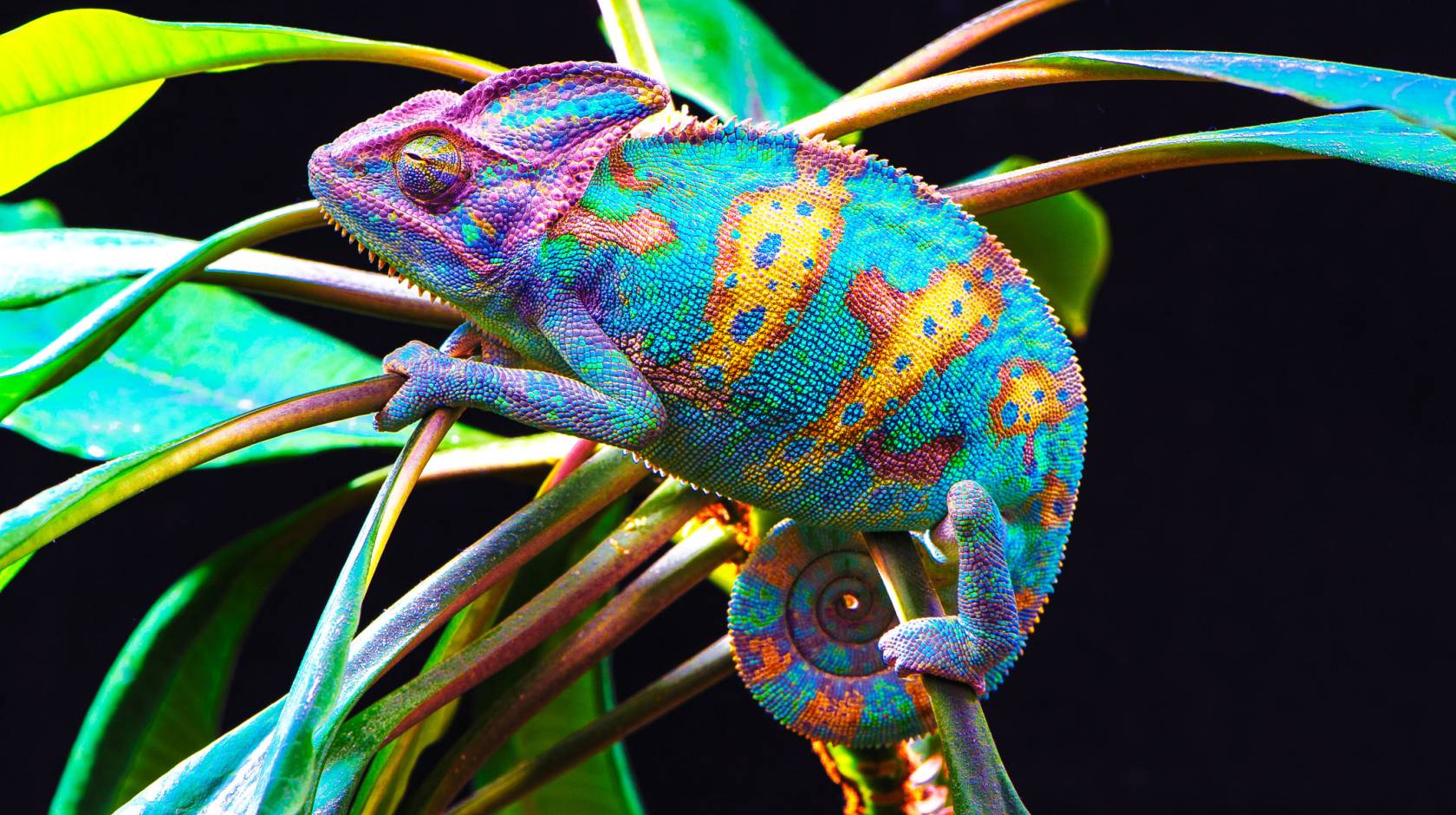 A bright and multicolored chameleon perched amid plant leaves