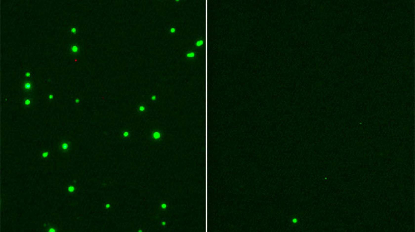 SARS-CoV-2 infection (green, left) is inhibited by 25HC treatment (right)