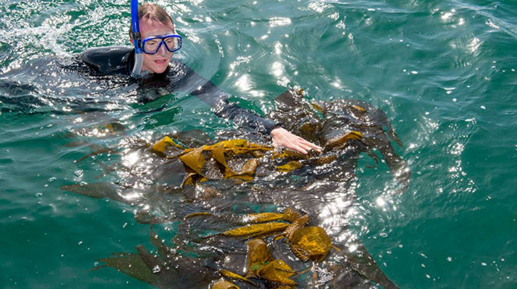 researcher and kelp