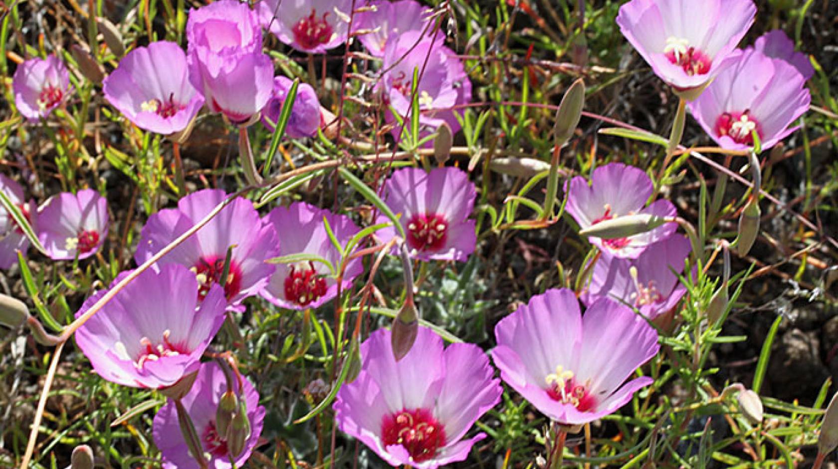 Tracy's clarkia
