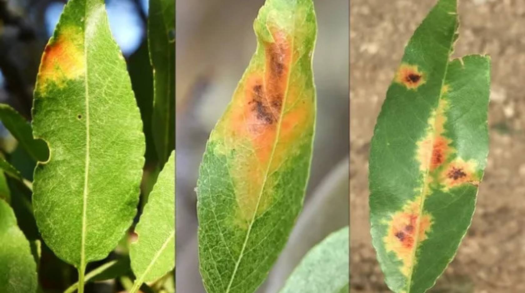 Three images of leaves in a state of increasing red blotchedness next to one another