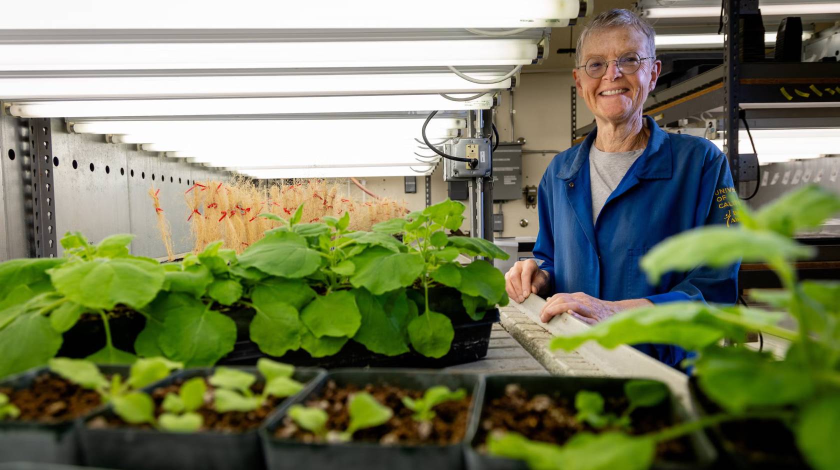 A scientist in a blue lab coat surrounded by green plant specimens