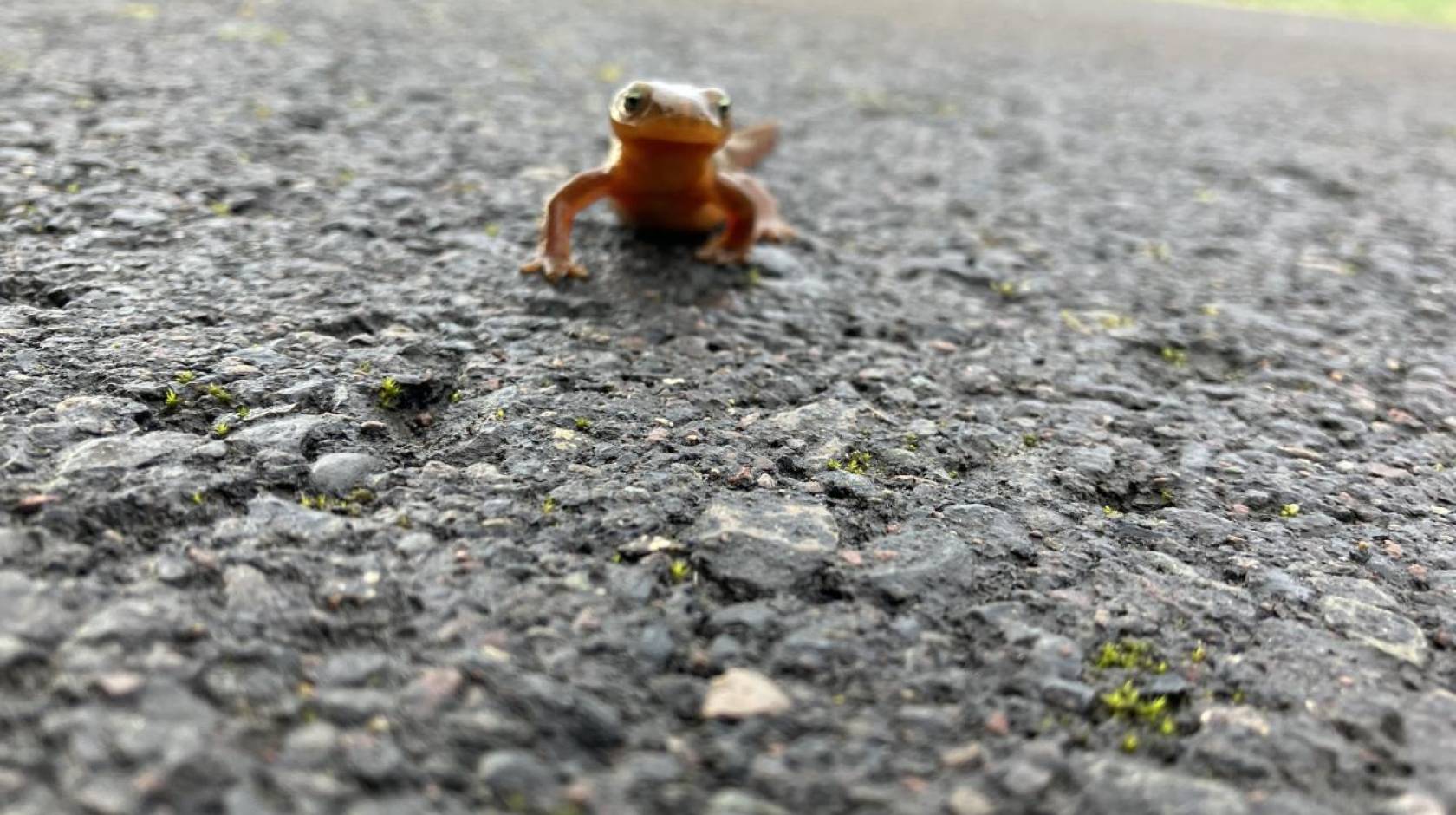 Newt crawls across asphalt