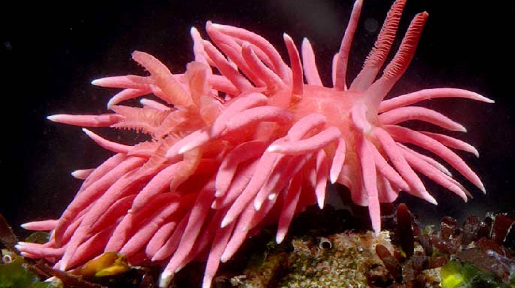 Hopkins' rose nudibranch