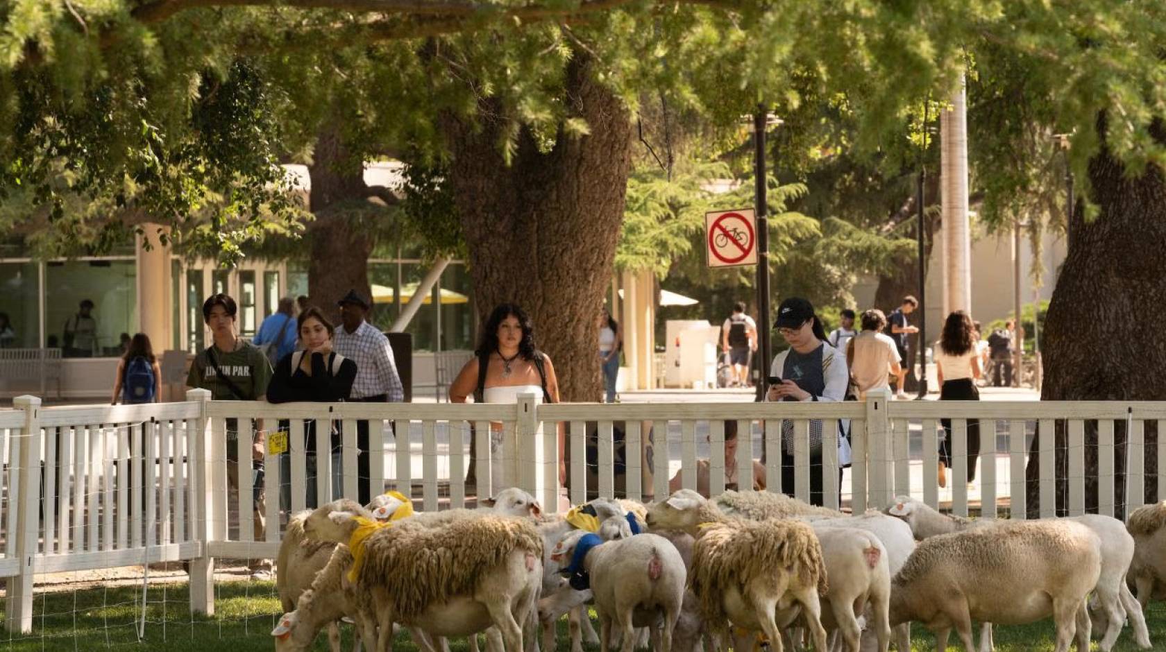 Students at the UC Davis campus watch grazing sheep from behind a fence