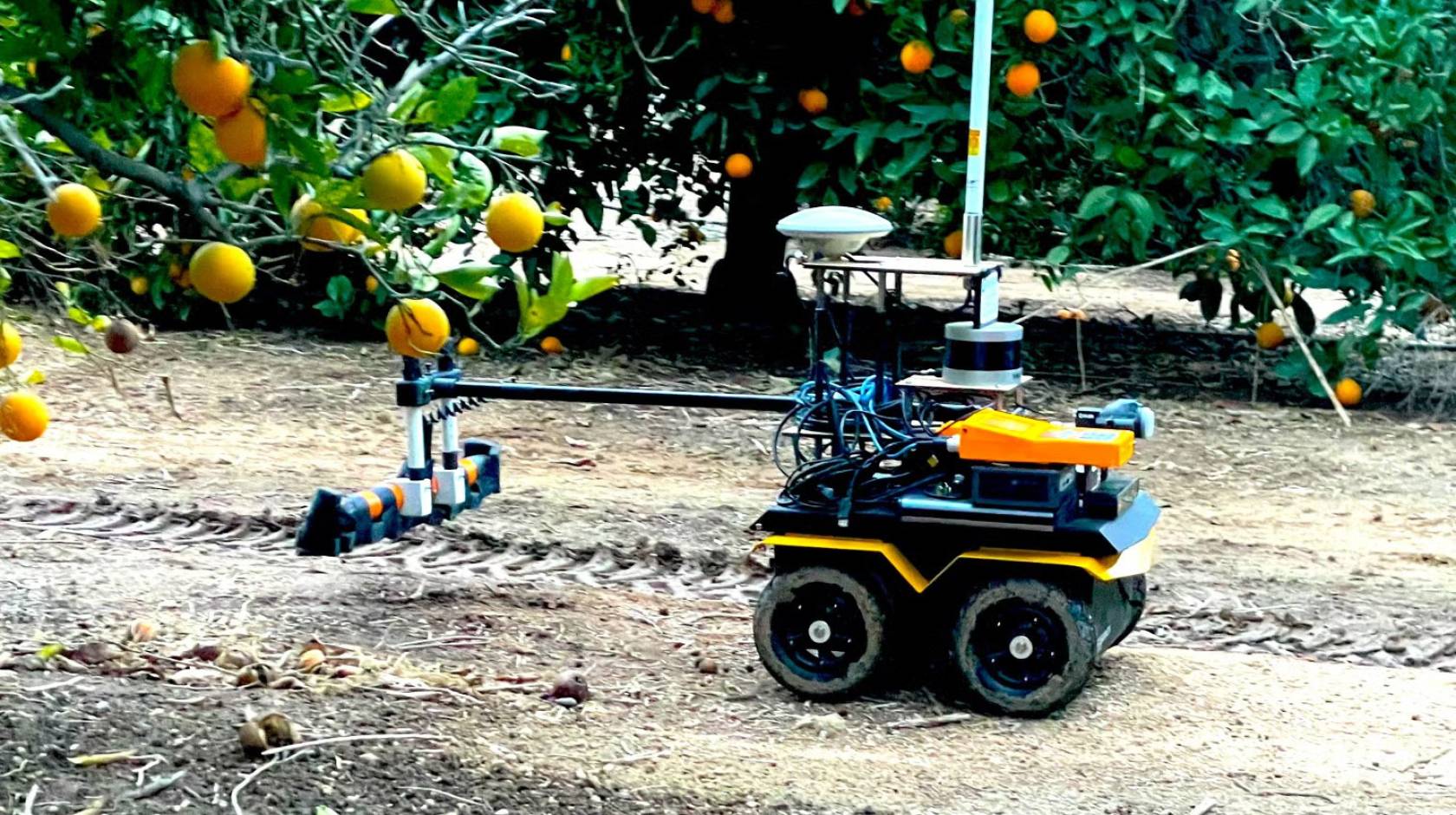 A small robot with wheels and a watering extension travels beneath a lemon tree