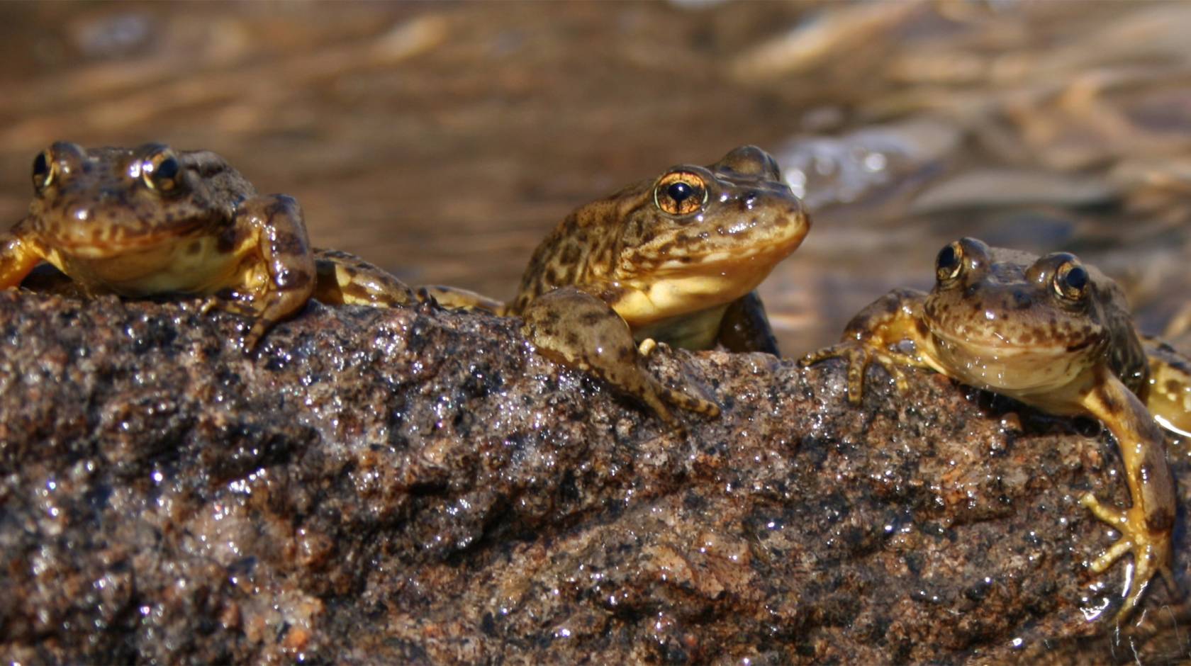 three frogs on a rock in a lake