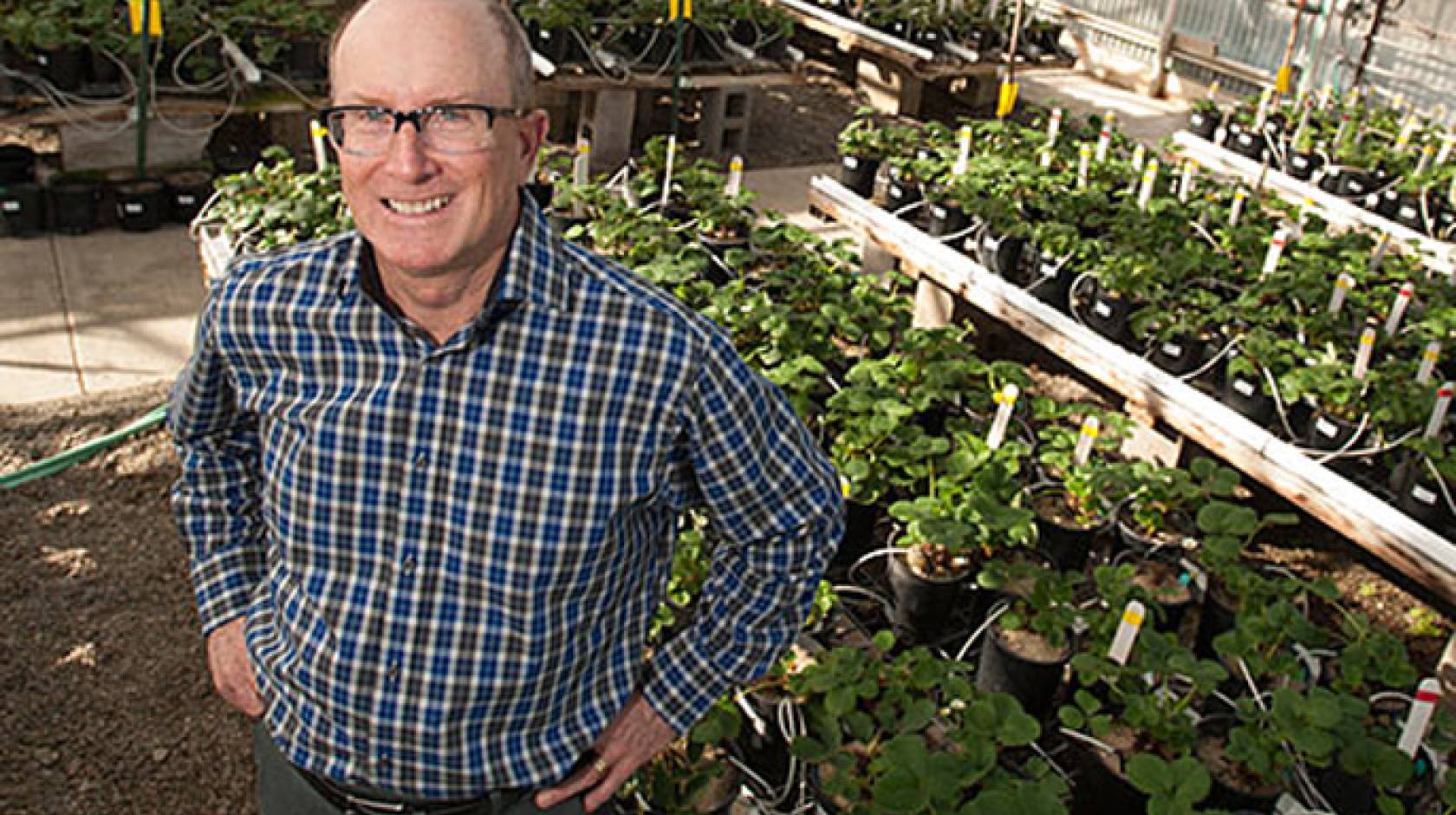 Steve Knapp, UC Davis' new strawberry breeder, checks out the campus strawberry greenhouse.