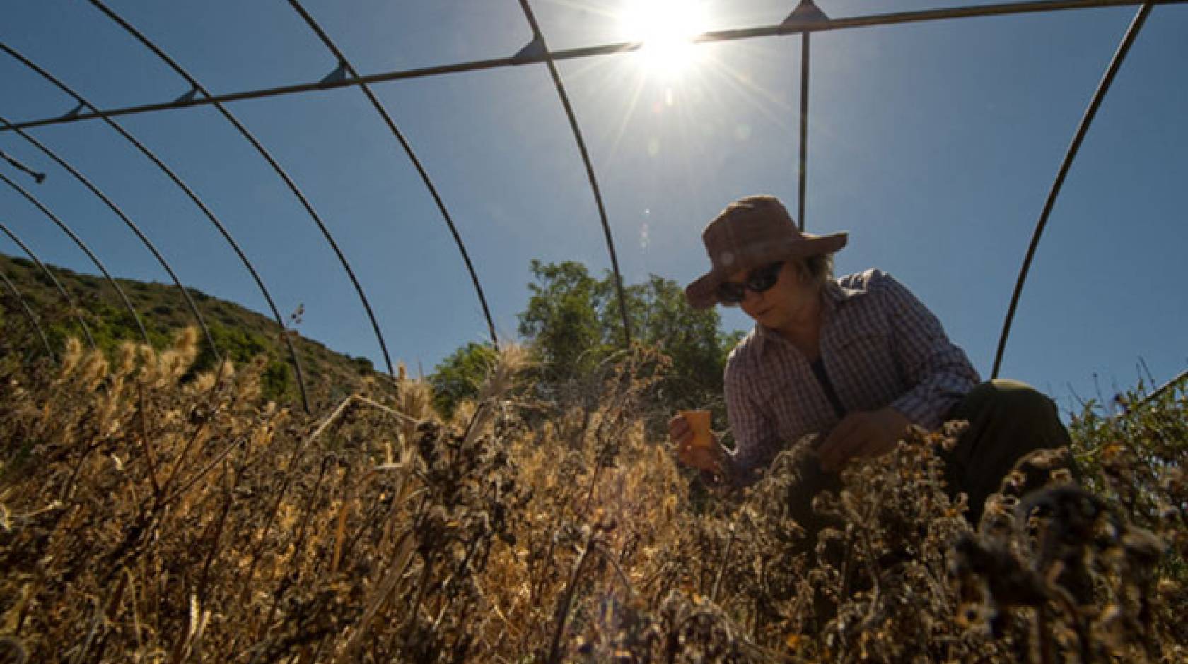 Project scientist Sarah Kimball gathers samples from an experimental plot, one of several in which UCI researchers subject local vegetation to water deprivation in order to study the results. 