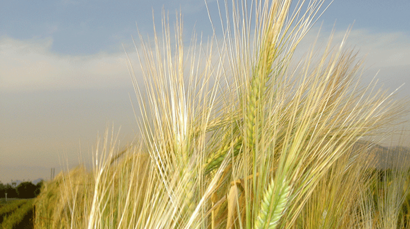 Barley is one of the world's most important cereal crops. 