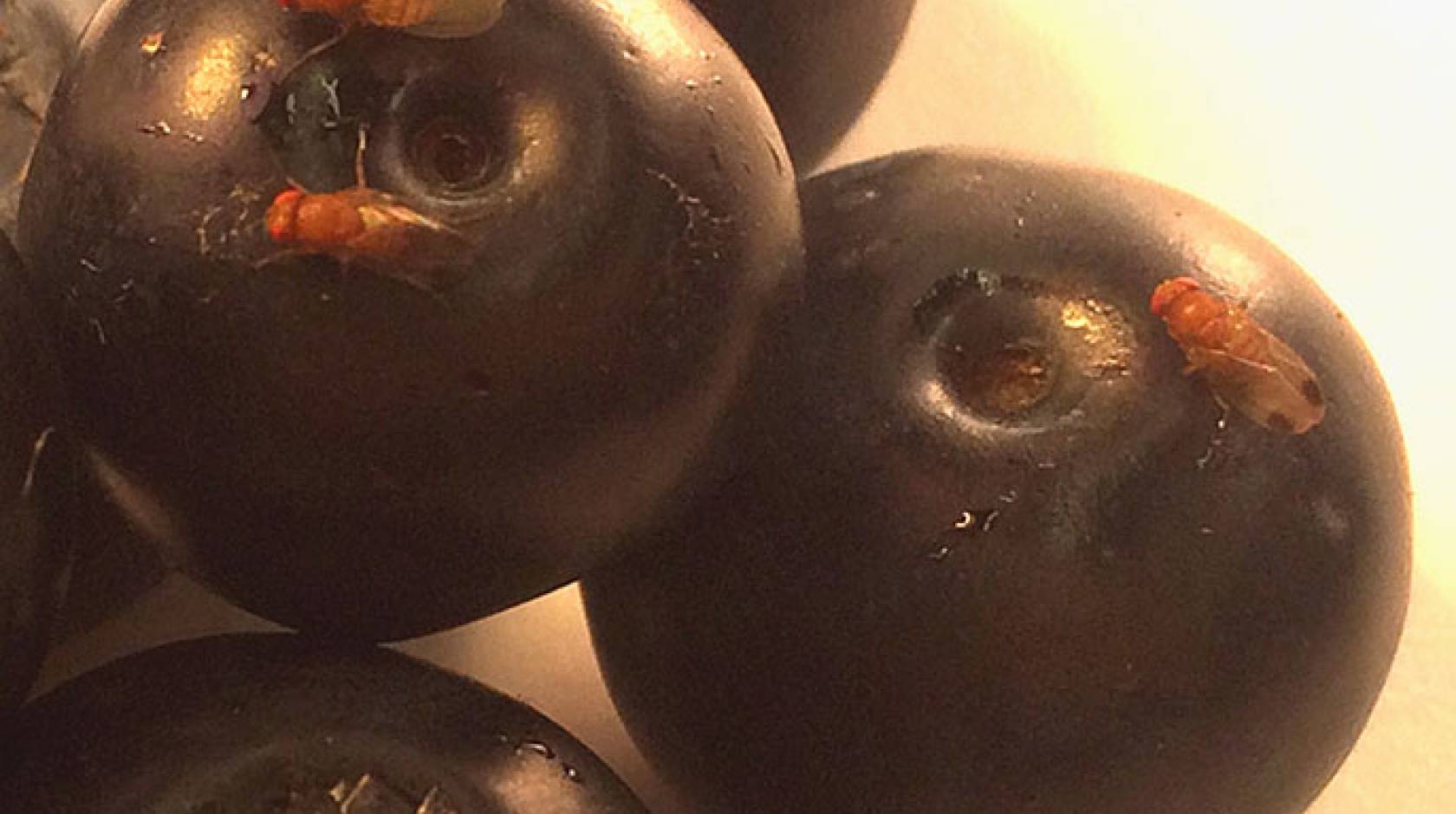 Spotted wing Drosophila on ripe blueberries. The males have a characteristic dark spot on tip of wings. 