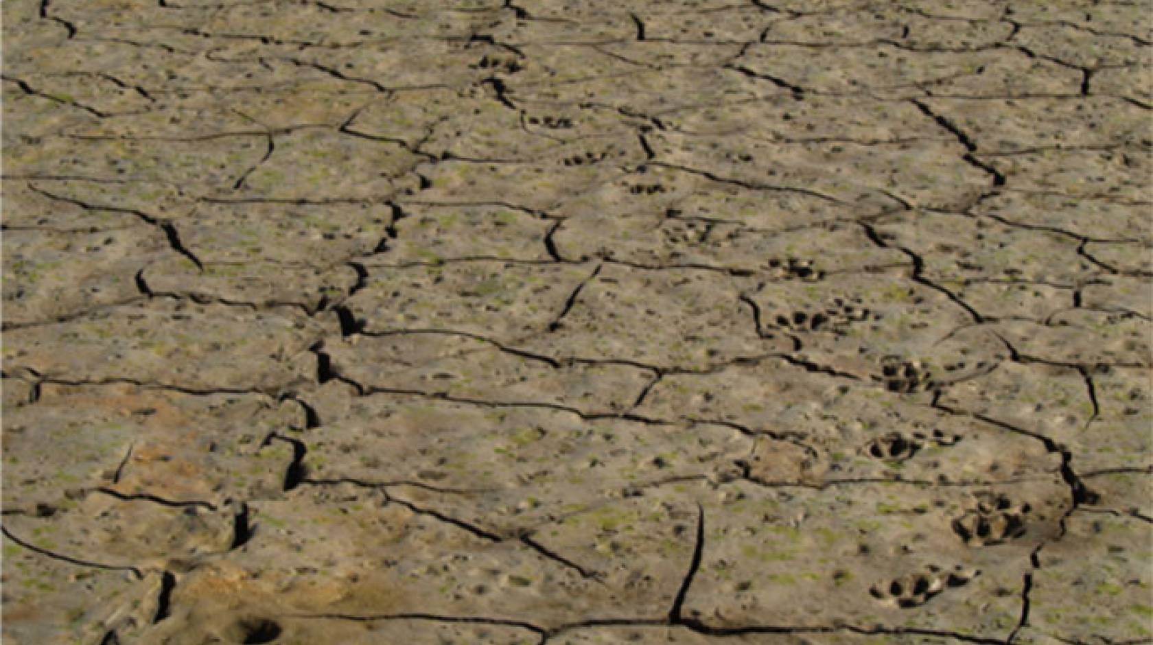 Tracks at the bottom of Cachuma Reservoir in Santa Barbara County suggest a deer became mired in the mud while being pursued by a mountain lion.