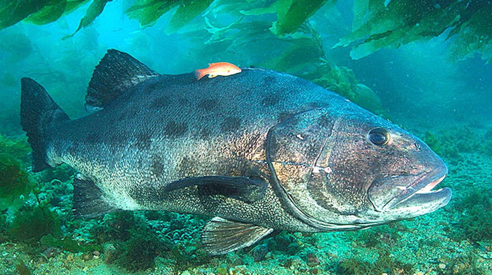 giant sea bass