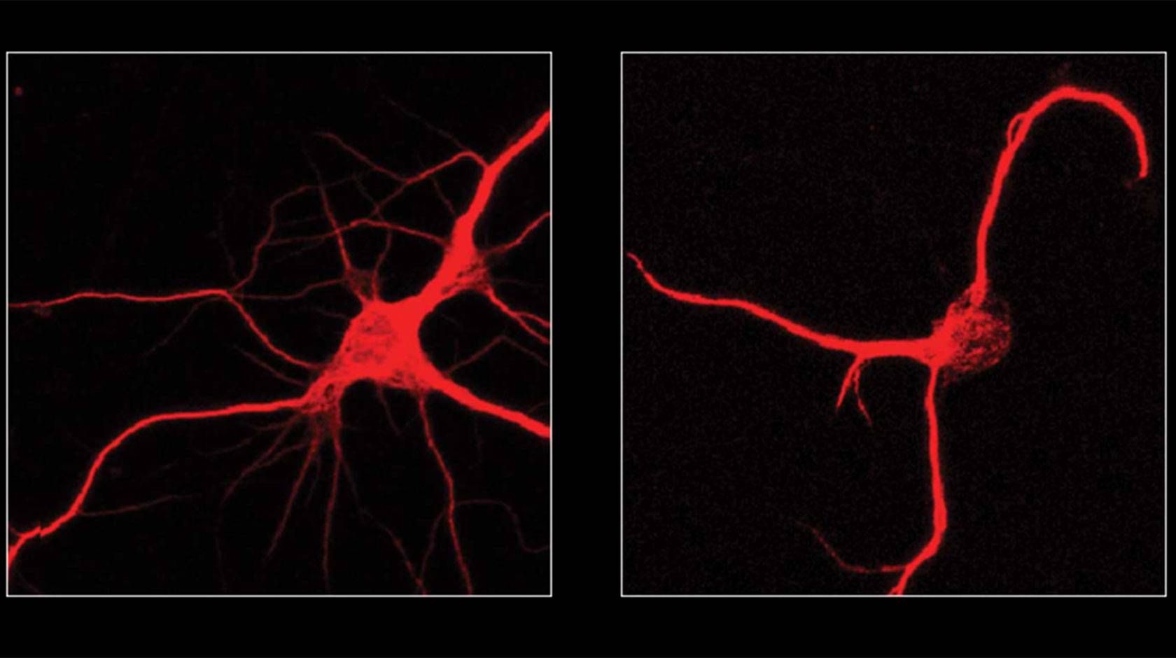 A microscope view of 2 neurons, stained red against a black backdrop. One has more branches than the other.
