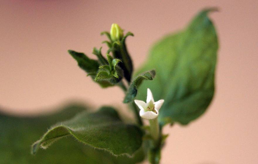 A close up of a plant's leaves and white flower
