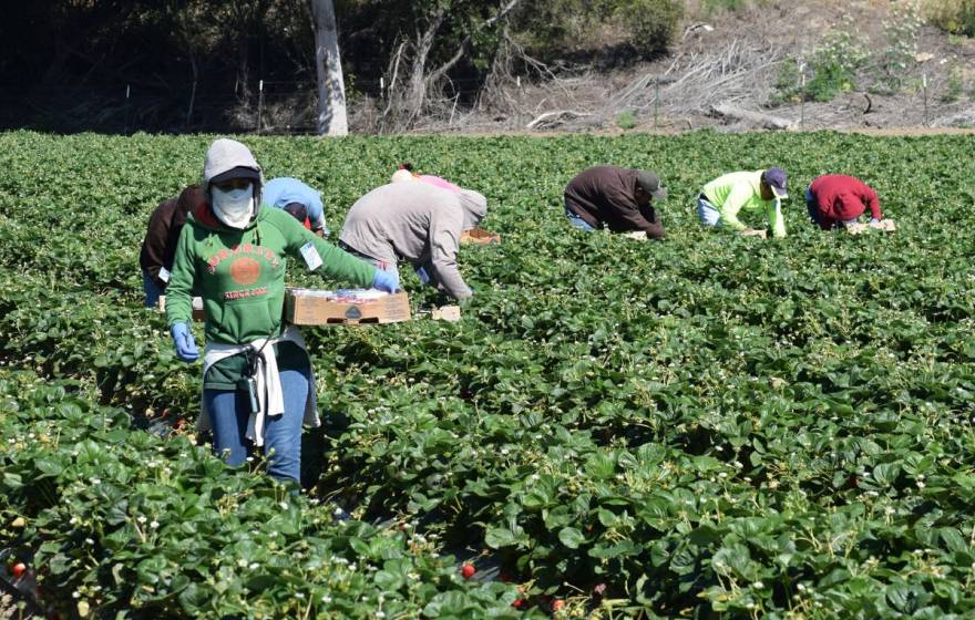 Agricultural workers in Salinas