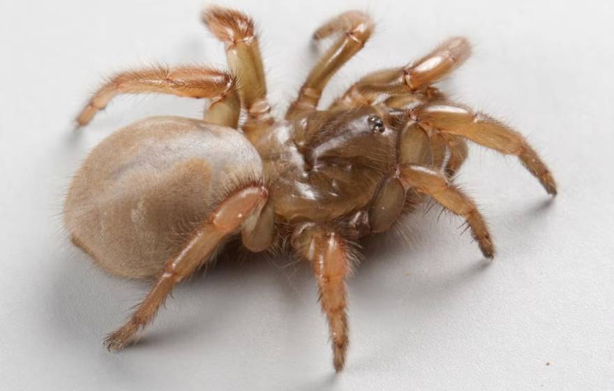 A light brown, tarantula-like, quarter-sized spider crawls across a white background. 