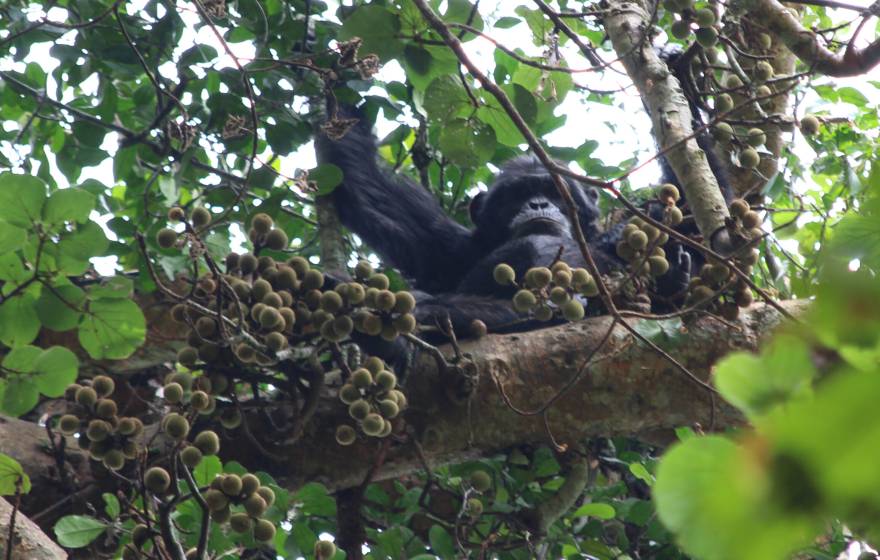 A chimpanzee in a fig tree, looking down at the camera