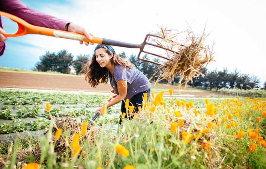 Victoria Salas works on the UC Santa Cruz farm