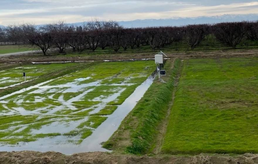 A field in an orchard somewhat flooded with water