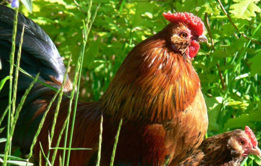 UC Riverside backyard chicken