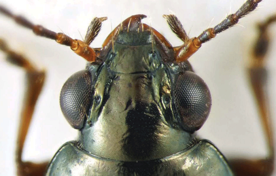 Bembidion brownorum beetle head