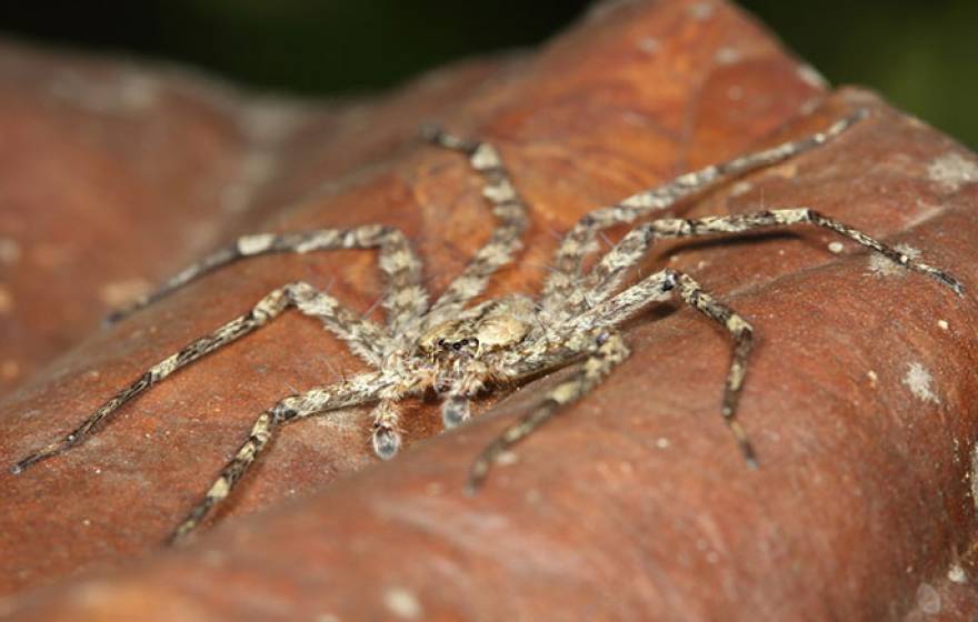 Selanops "gliding" spider