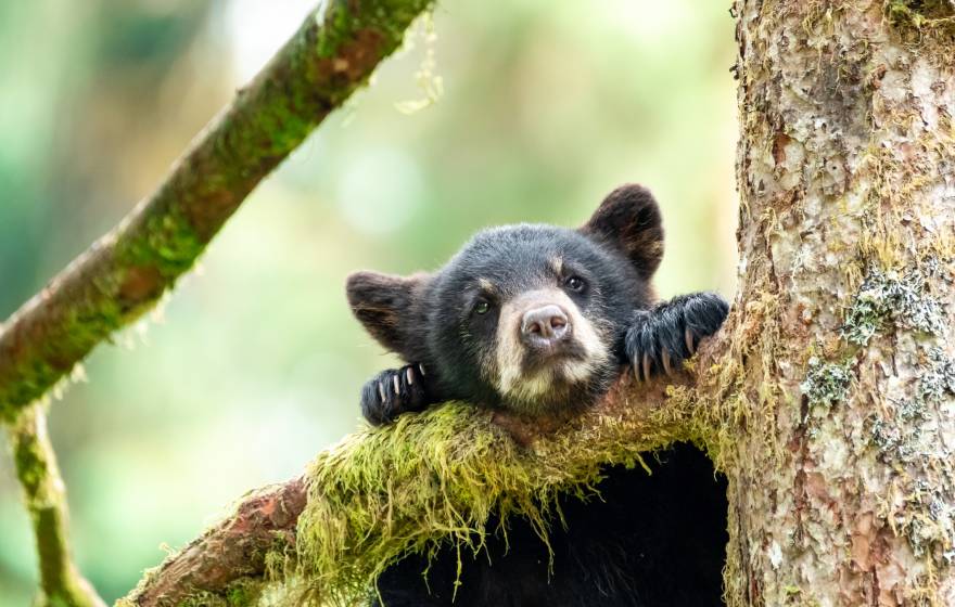 Black bear cub peering over tree branch
