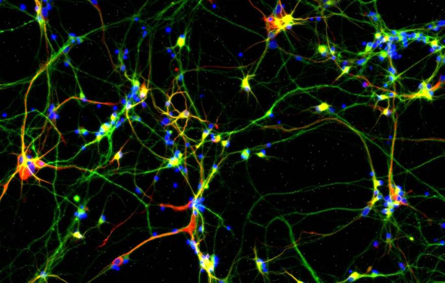 UC Santa Barbara brain power