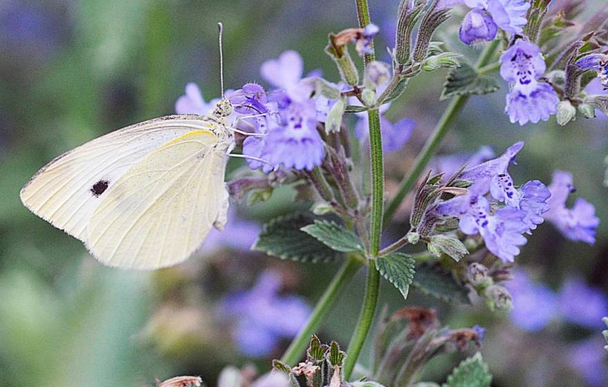 Cabbage white butterfly on lilac-colored flowers