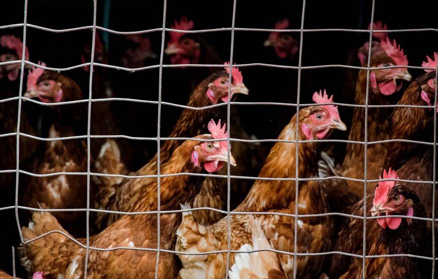 Chickens behind a pen of barbed wire