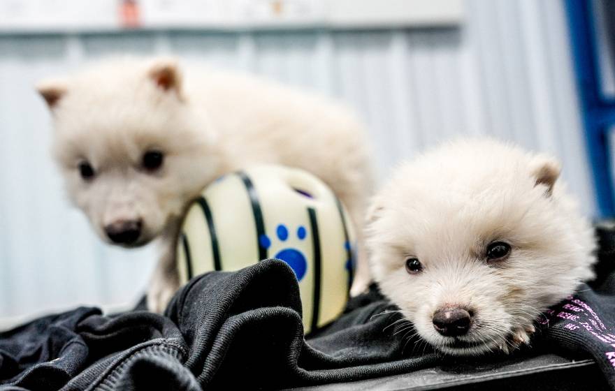 Two sleepy white wolf-like puppies look at a camera while one sits, the other lays down, on a jacket