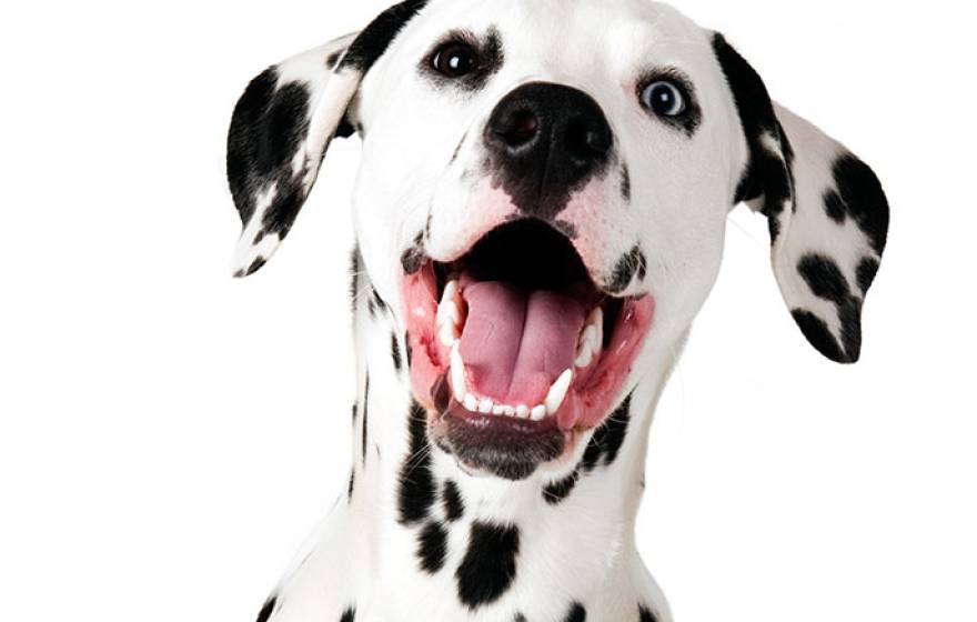 Dalmatian UCLA research