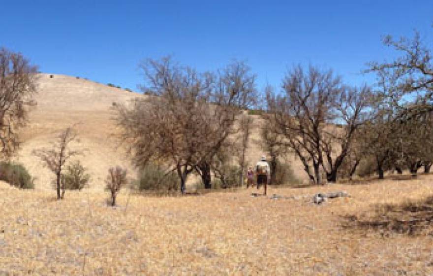 dead oaks California