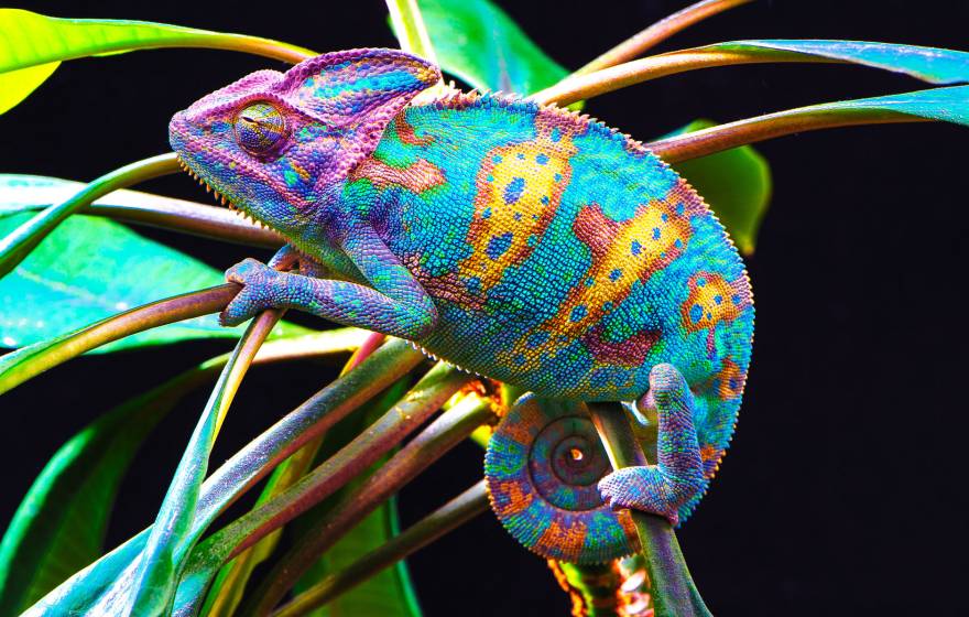 A bright and multicolored chameleon perched amid plant leaves