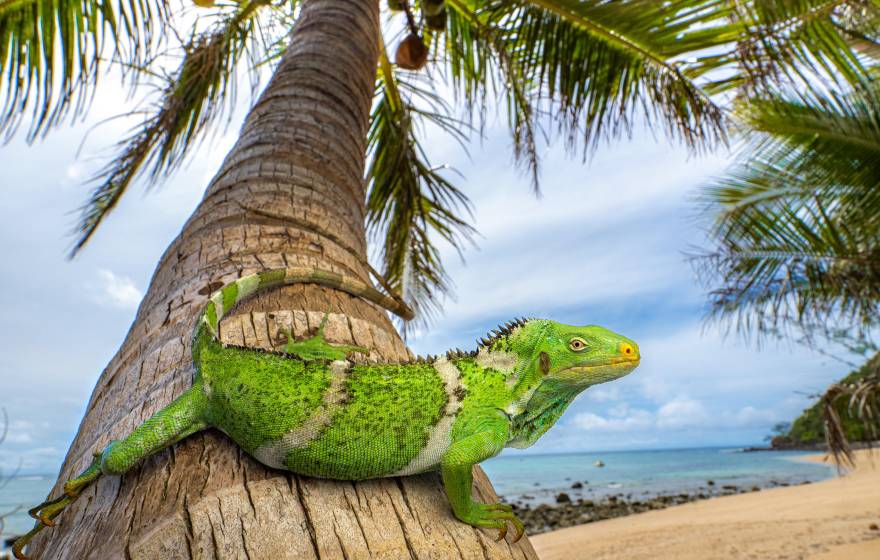 A bright iguana looking at the camera rests on a palm trunk, the ocean behind