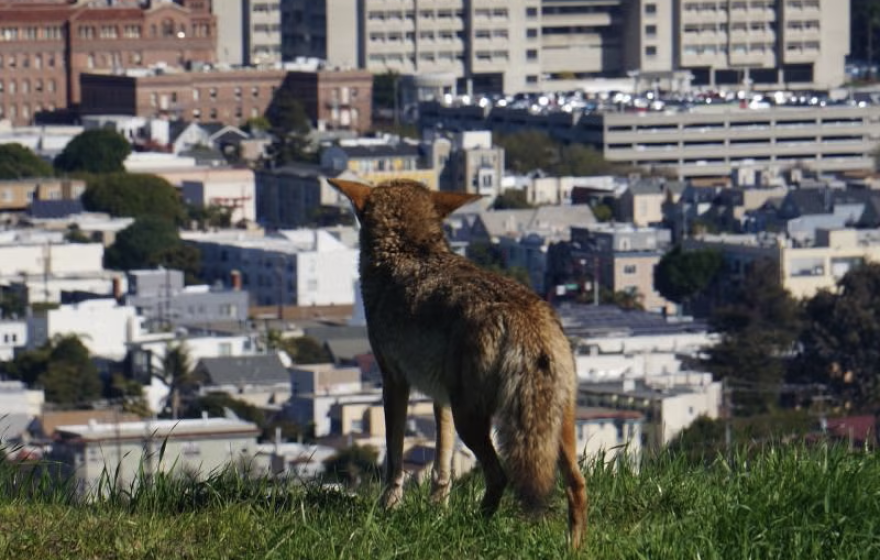 A coyote stands on a grassy hill overlooking a densely built area of San Francisco