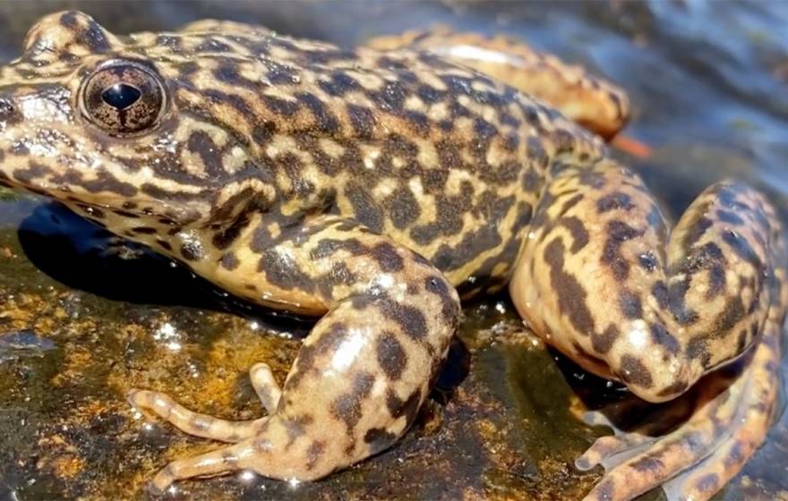 A mountain yellow-legged frog on a lake shore
