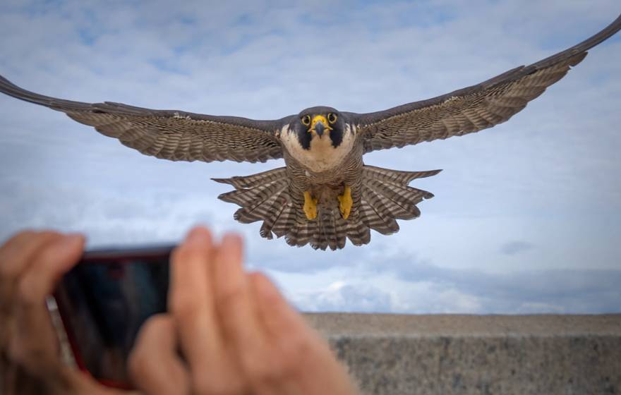 Peregrine falcon, Annie, flies toward a hand holding up an iPhone. Photo of Annie by Bridget Ahern