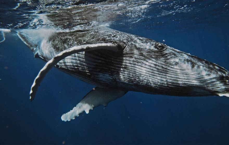 A humpback whale swims near the surface of the ocean, photographed from underwater