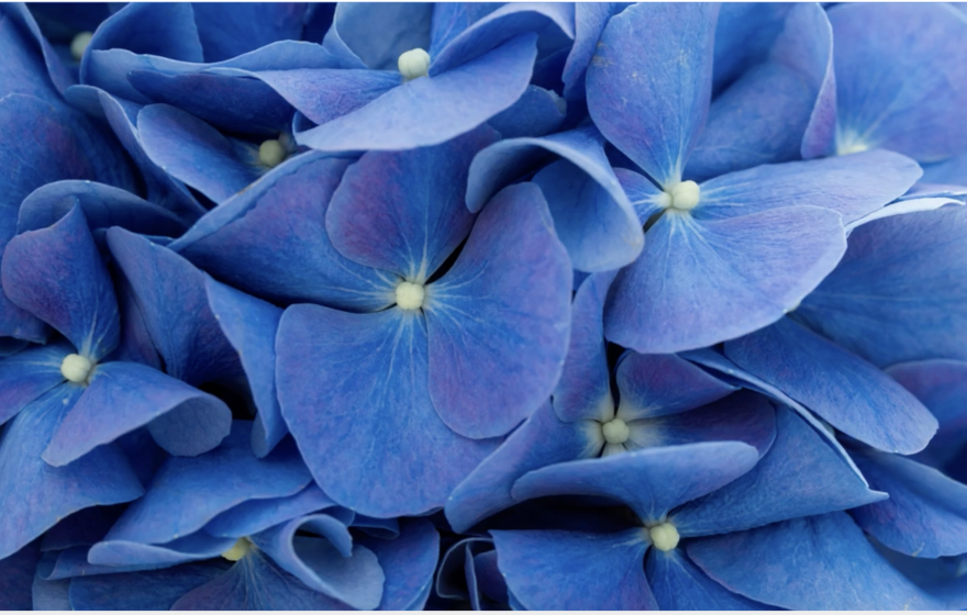Image of a blue hydrangea