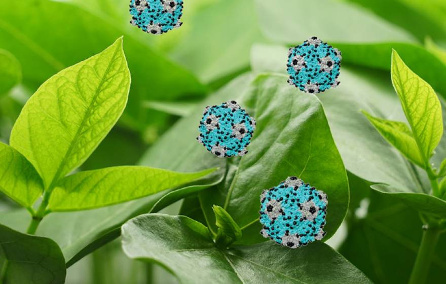 Virus illustration on a plant