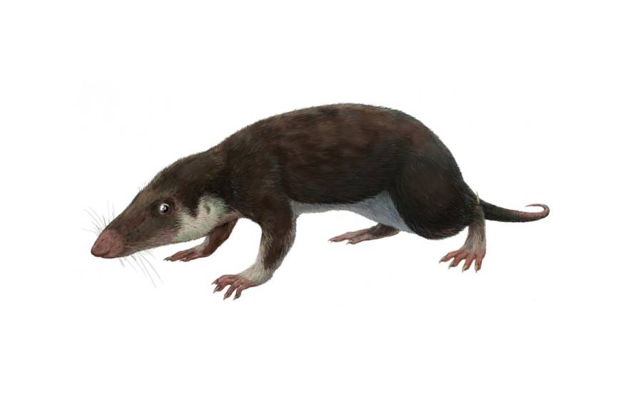 A 200-million-year-old long-snouted mouse-like animal, Morganucodon, which our common ancestor probably resembled