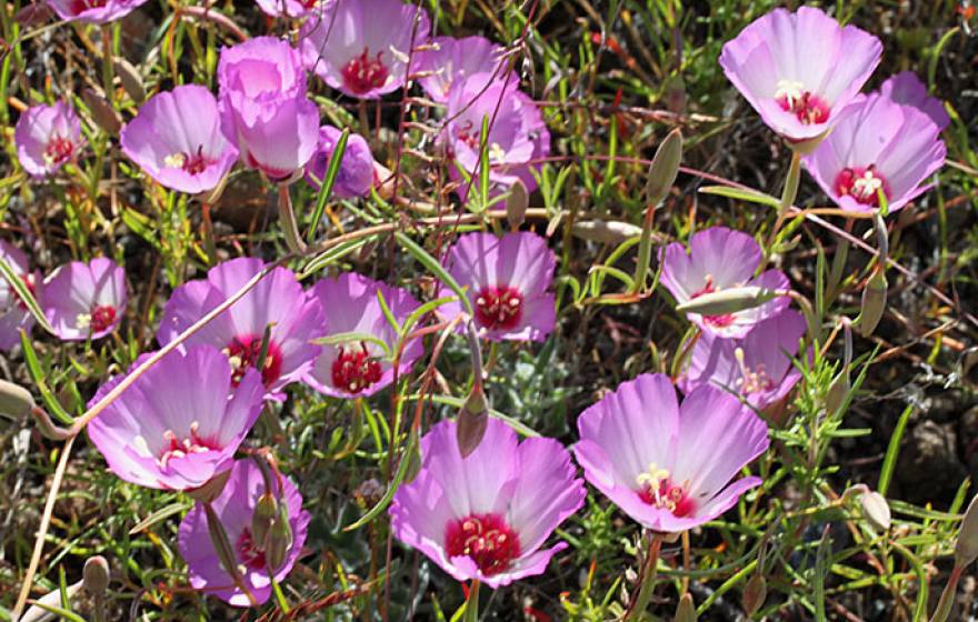 Tracy's clarkia