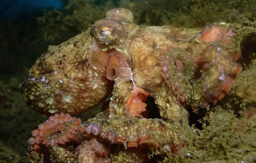 A lumpy brown and pink octopus on the seafloor