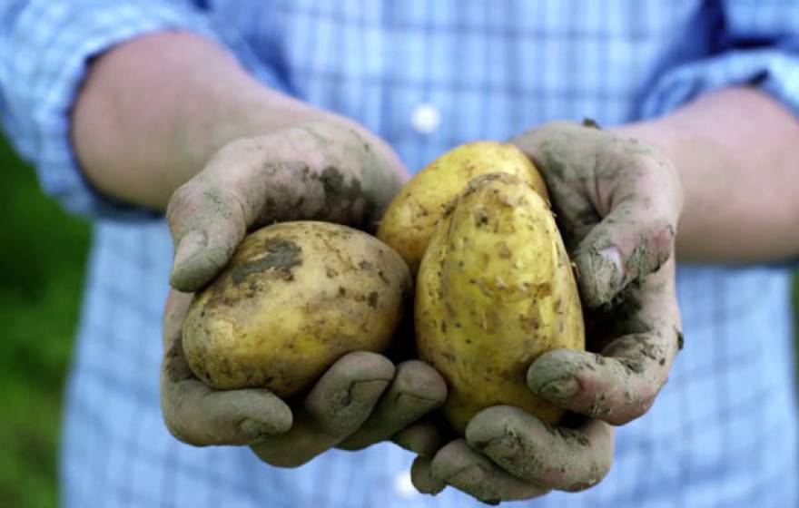Potatoes in hand